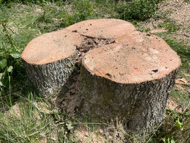 Stubbfräsning utförd på stubbe