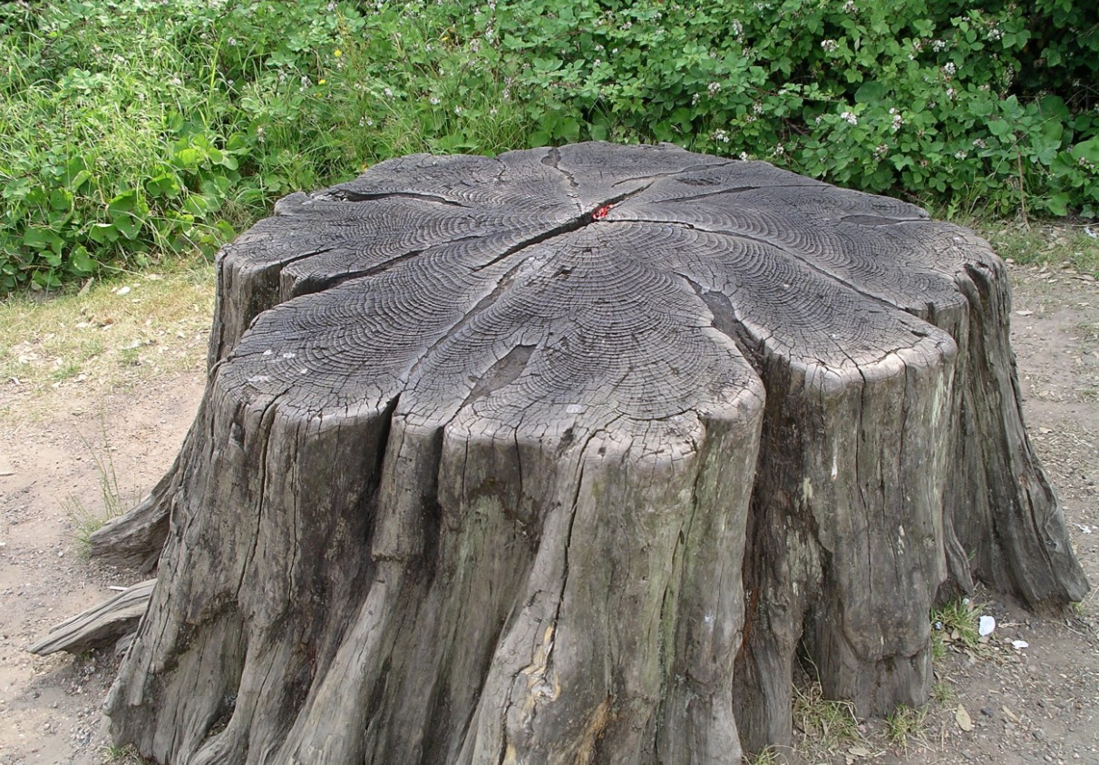 Stubbfräsning Bergshamra Norrtälja